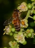 Cupaniopsis anacardioides