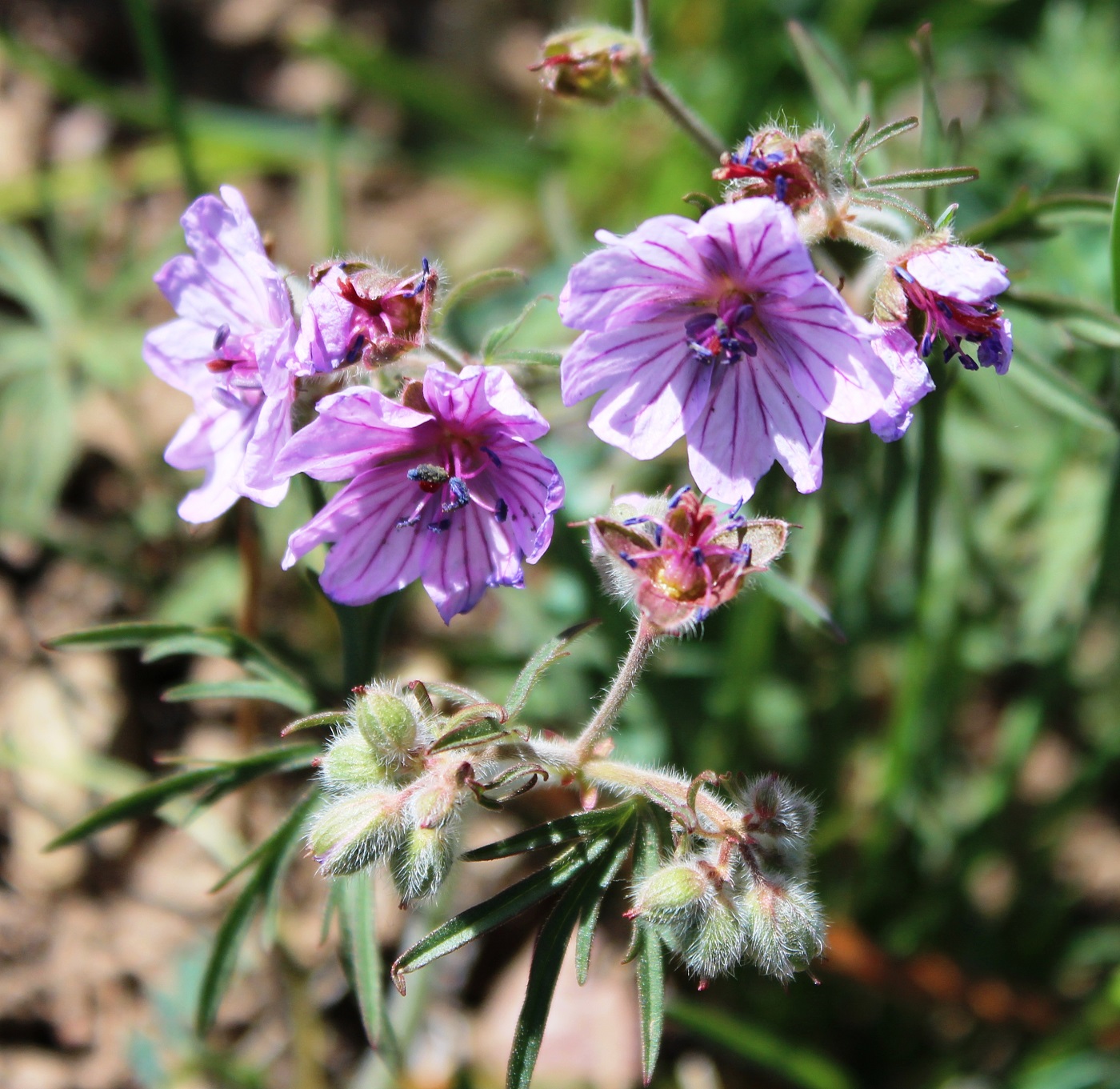 Image of Geranium transversale specimen.