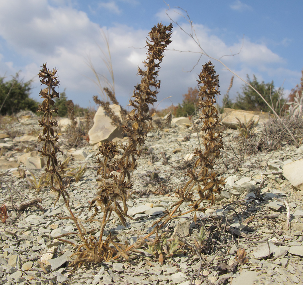 Image of Sideritis montana specimen.