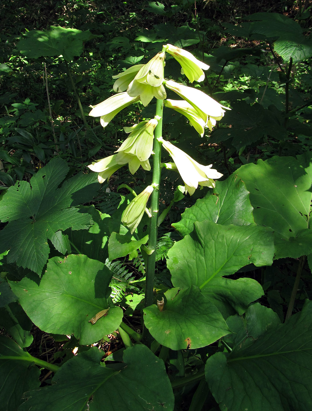 Изображение особи Cardiocrinum cordatum.