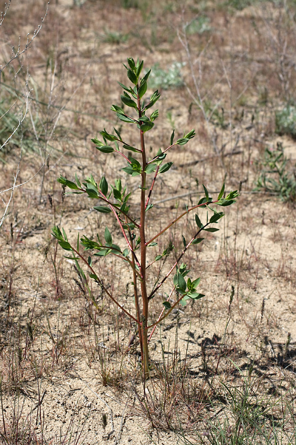 Image of genus Haplophyllum specimen.