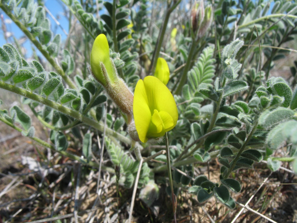 Image of Astragalus balchaschensis specimen.