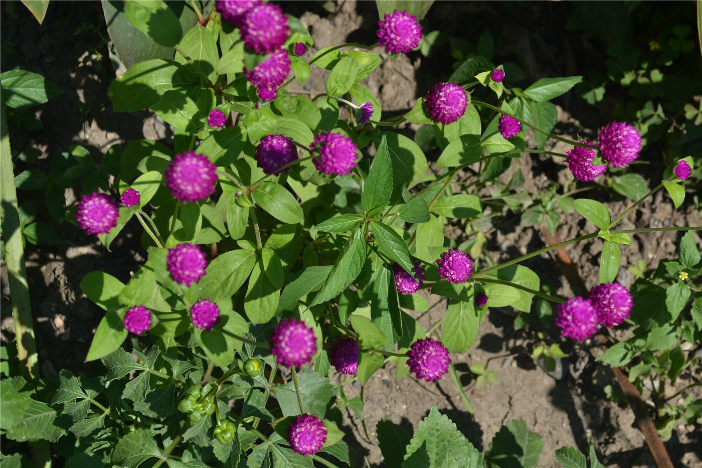 Image of Gomphrena globosa specimen.