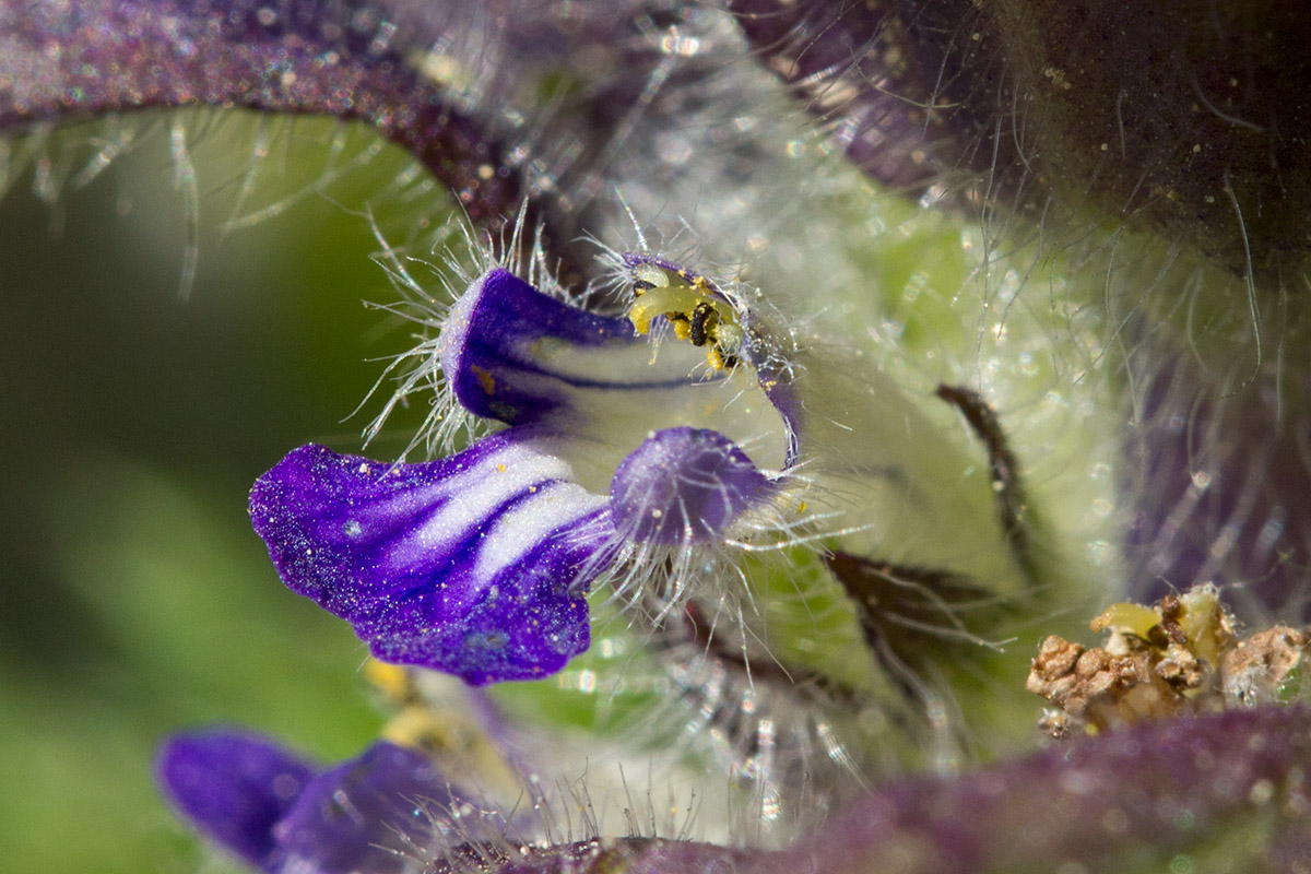 Изображение особи Ajuga pyramidalis.