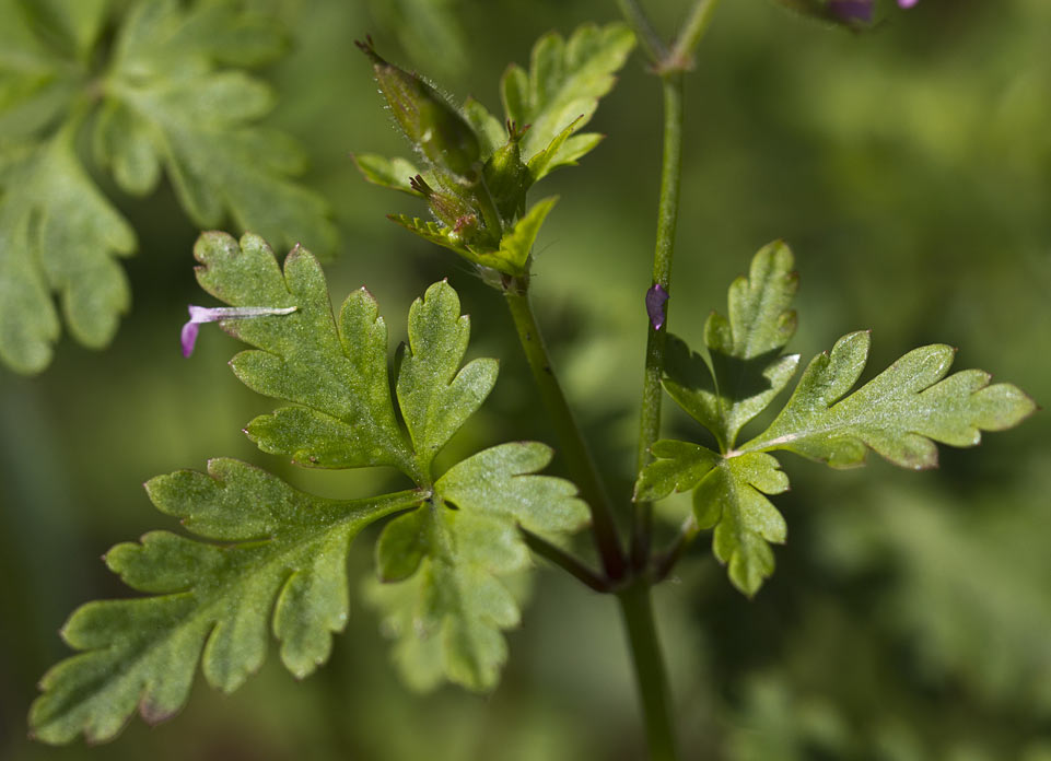 Image of Geranium robertianum specimen.