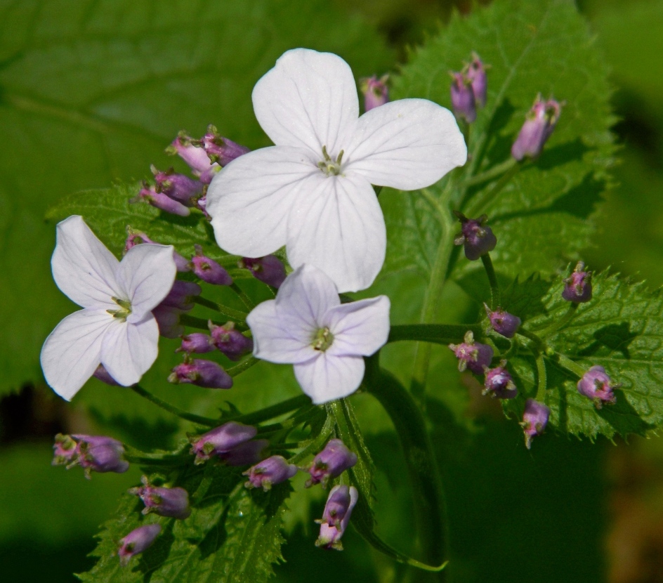 Image of Lunaria rediviva specimen.