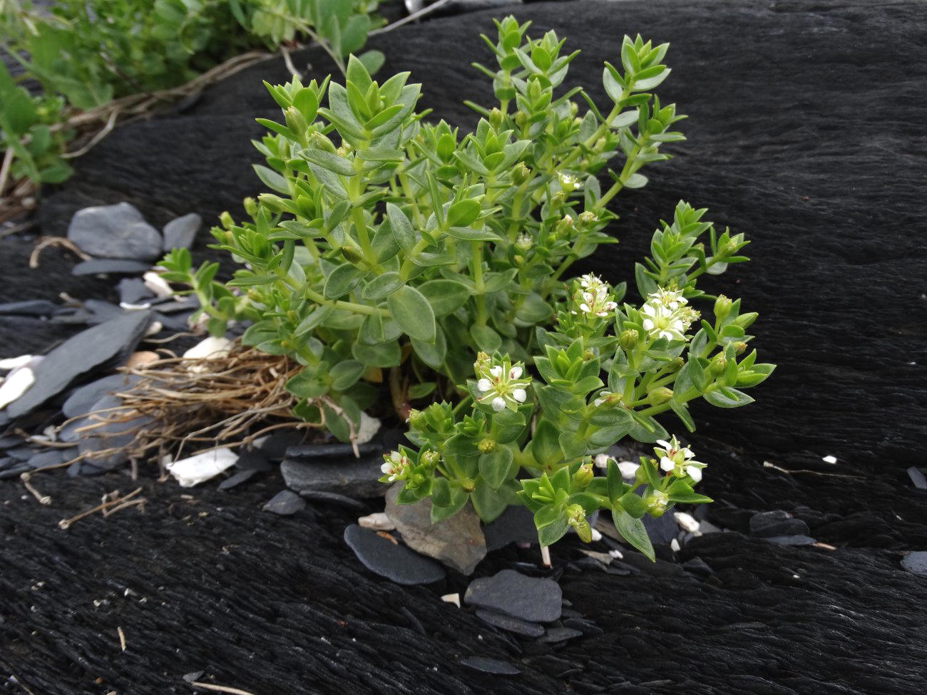 Image of Honckenya peploides ssp. major specimen.