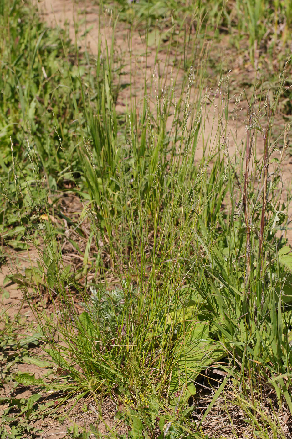 Image of Festuca pratensis specimen.