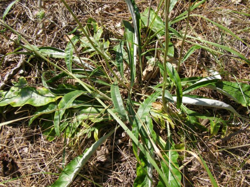Image of Jurinea pseudocyanoides specimen.