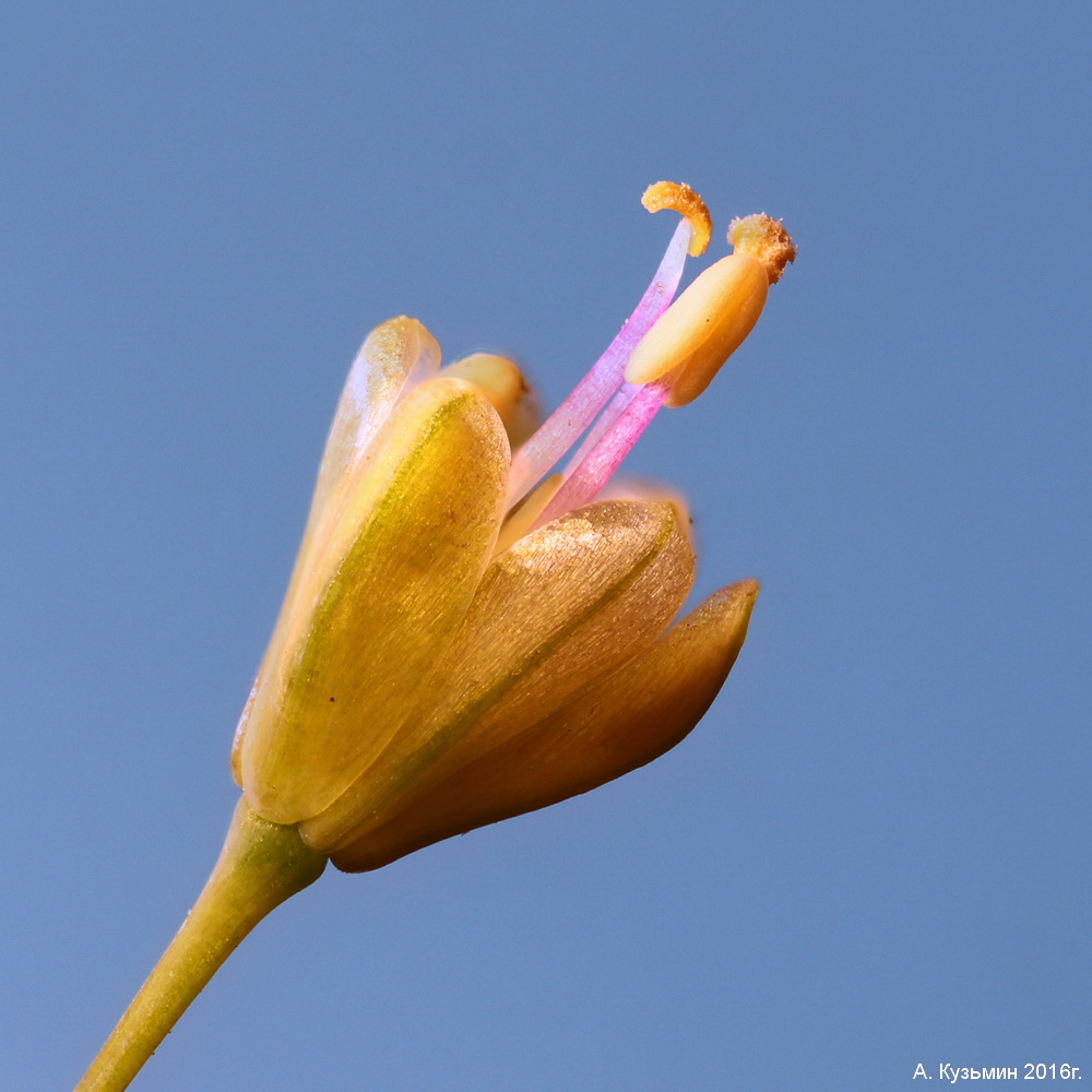 Image of Allium paczoskianum specimen.