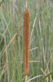 Typha domingensis