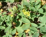 Sibbaldia procumbens