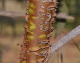 Image of taxon representative. Author is Татьяна Мальчинская