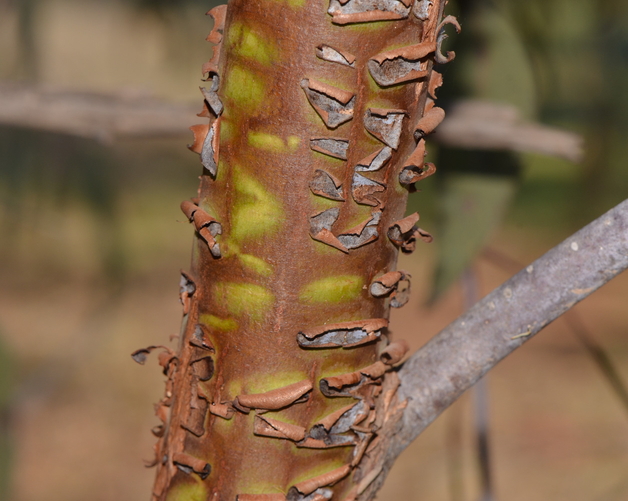 Изображение особи Eucalyptus caesia.