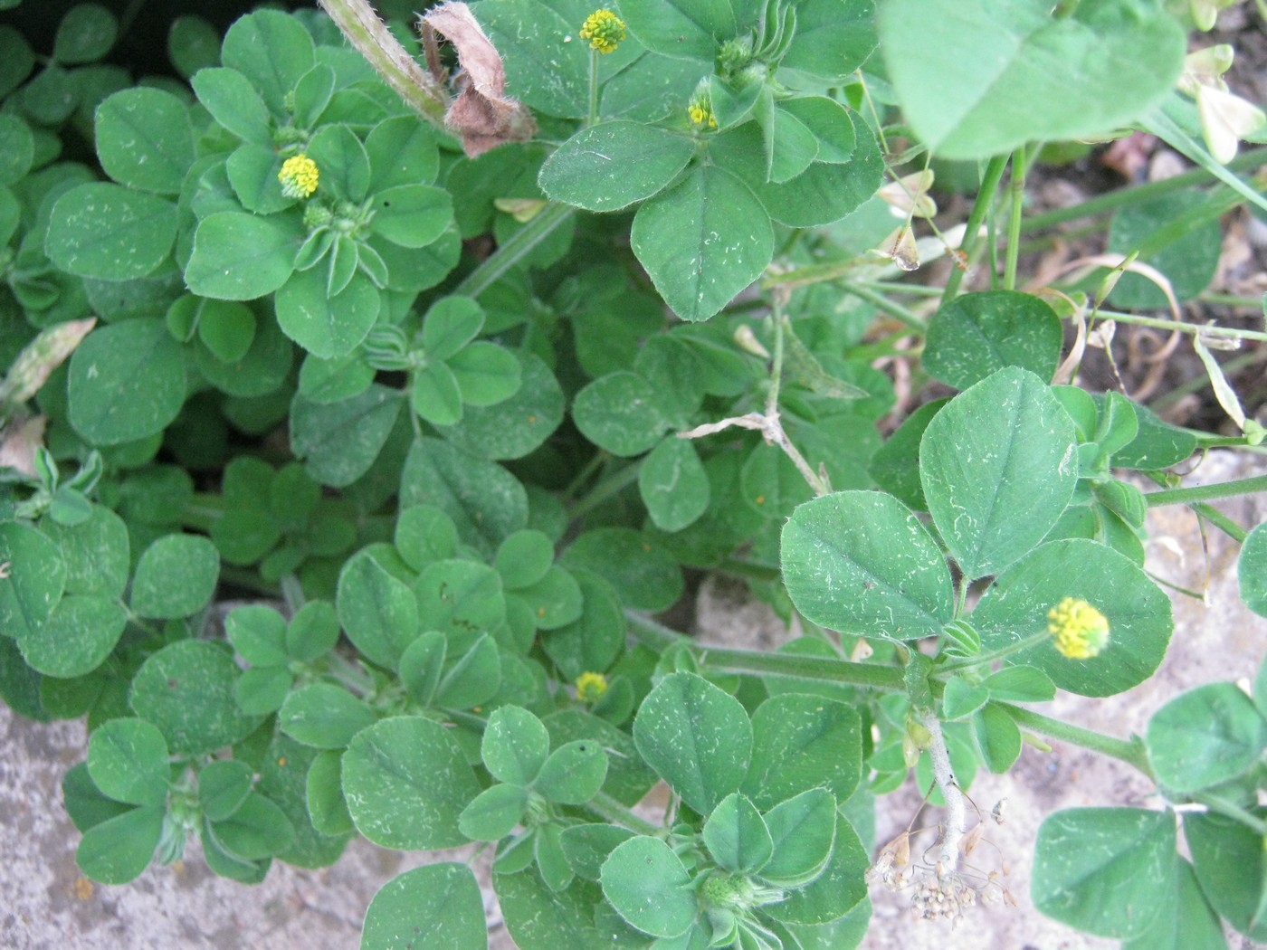 Изображение особи Medicago lupulina.