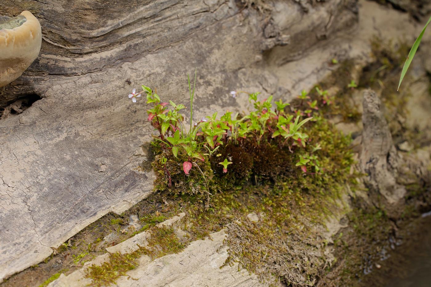 Изображение особи Epilobium adenocaulon.