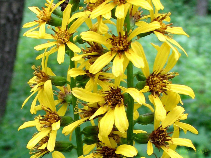 Изображение особи Ligularia fischeri.