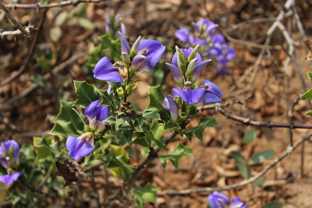 Image of Acanthus ilicifolius specimen.