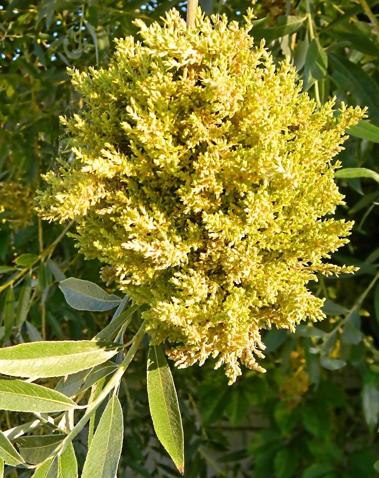 Image of Salix alba specimen.