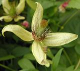 Clematis serratifolia. Цветок. Украина, г. Луганск, ул. Советская, детская областная клиническая больница, в озеленении. 24.09.2016.