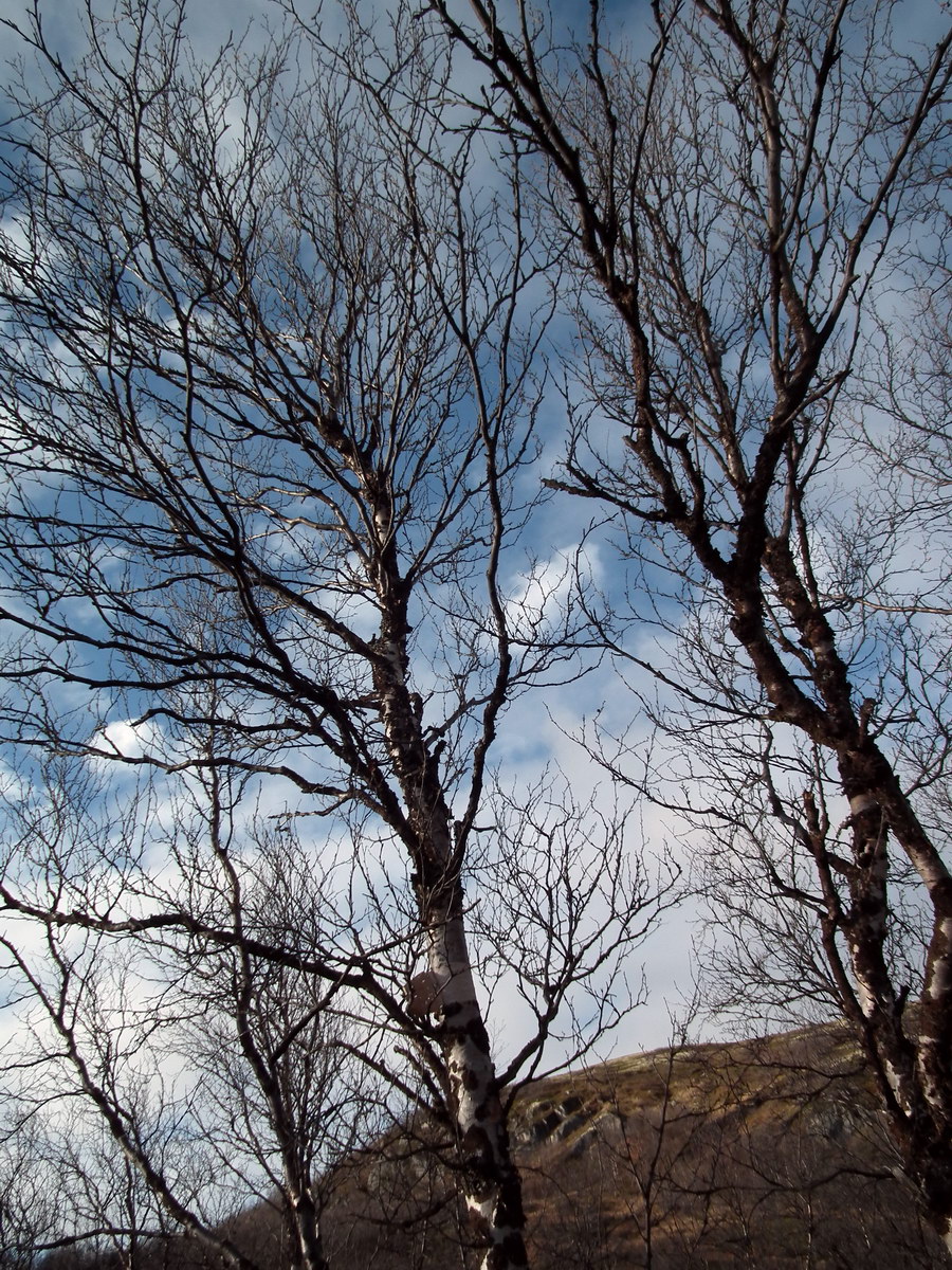 Image of Betula czerepanovii specimen.