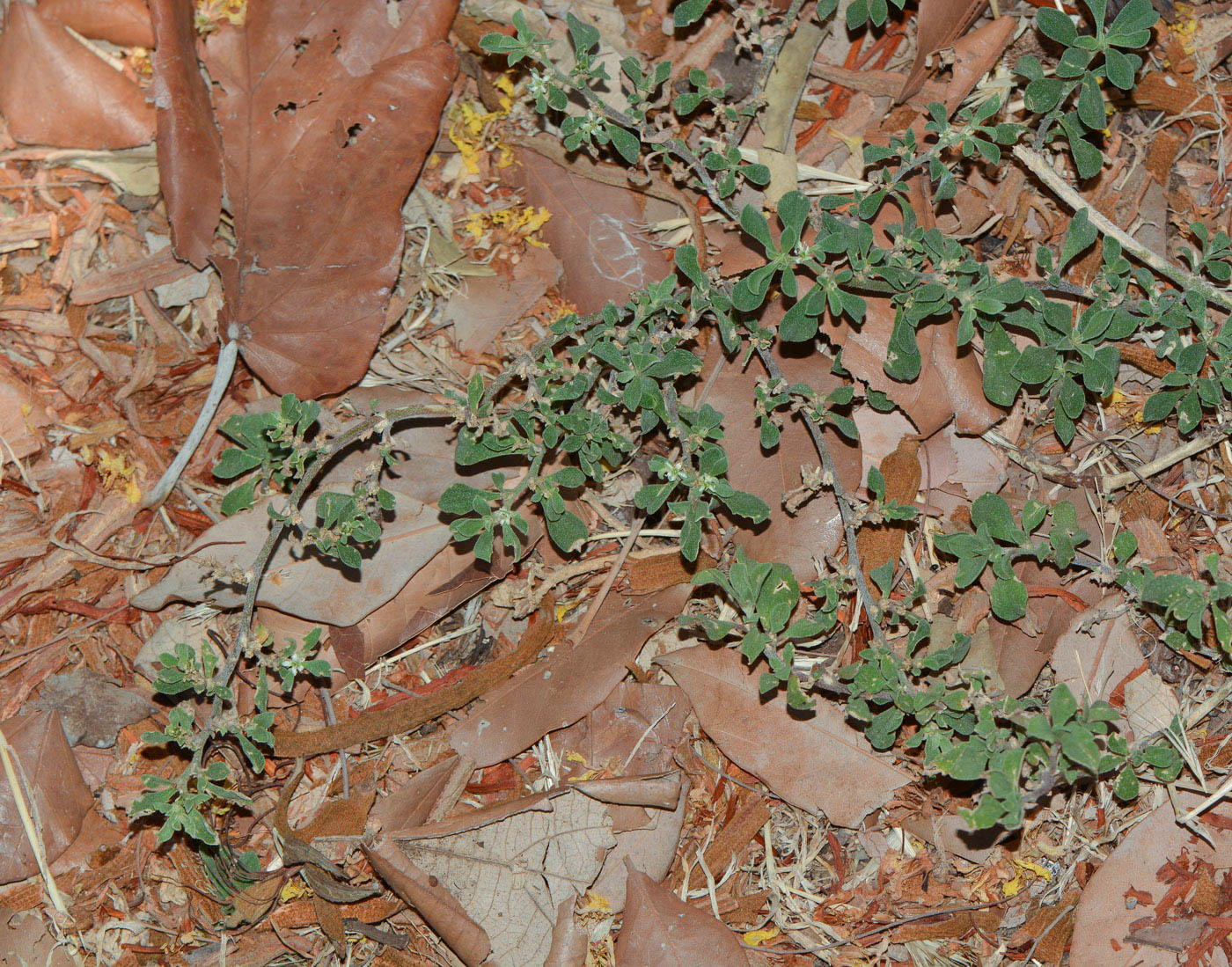 Image of Galenia pubescens specimen.