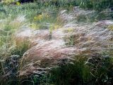 Stipa lessingiana