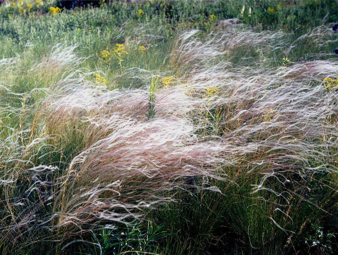 Изображение особи Stipa lessingiana.