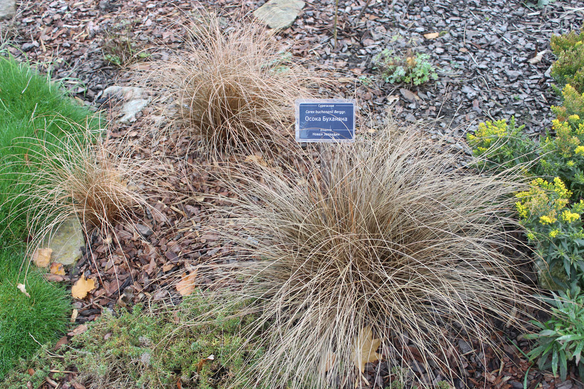 Изображение особи Carex buchananii.