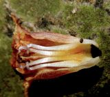 View full-size image Orobanche laxissima