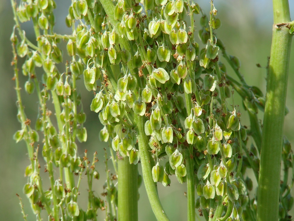 Изображение особи Rheum rhabarbarum.