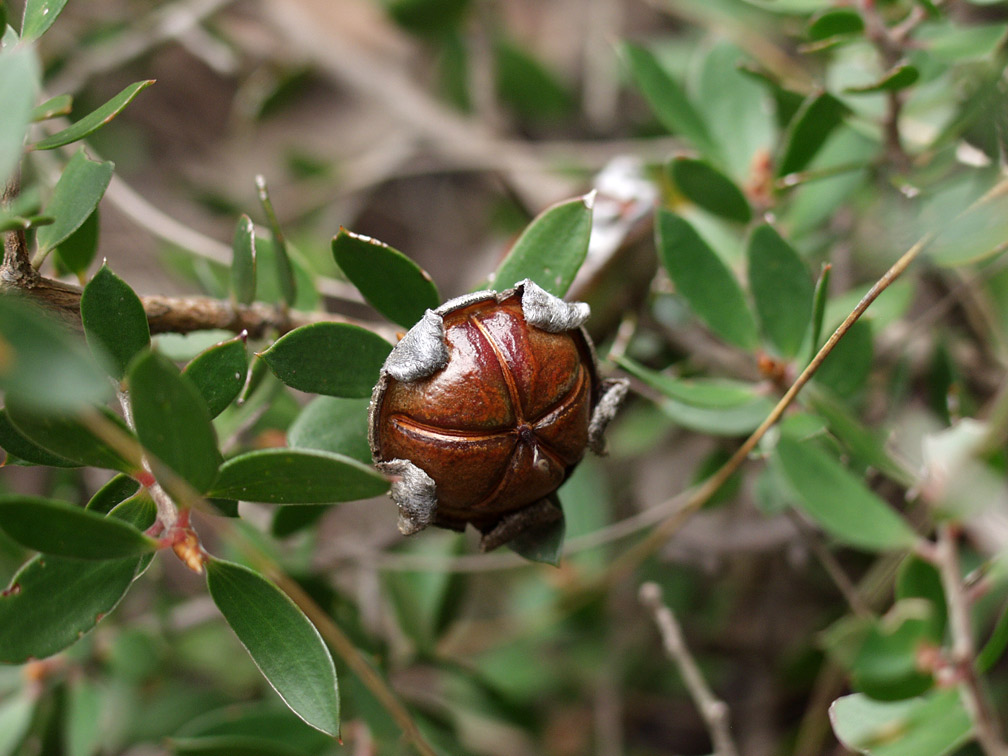 Изображение особи род Leptospermum.