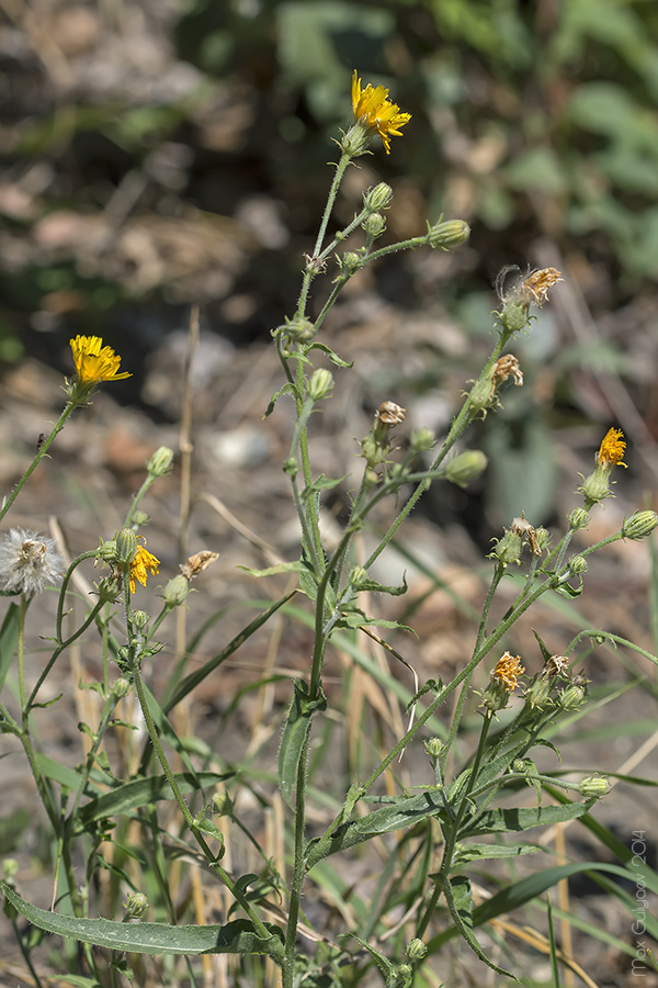 Image of Picris hieracioides specimen.