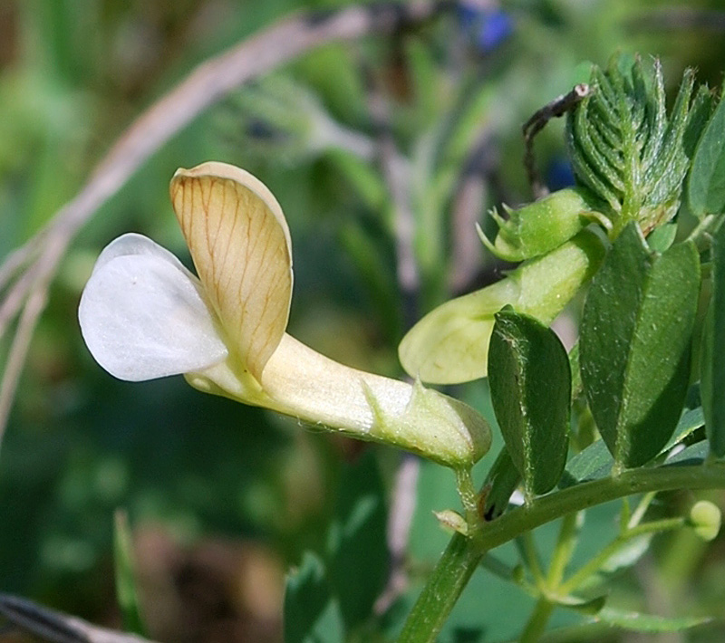 Image of Vicia hyrcanica specimen.