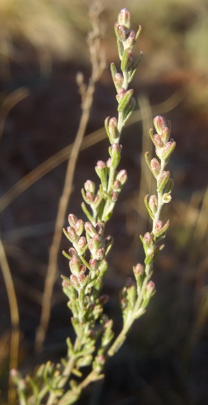 Image of Artemisia lessingiana specimen.