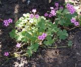 Oxalis articulata