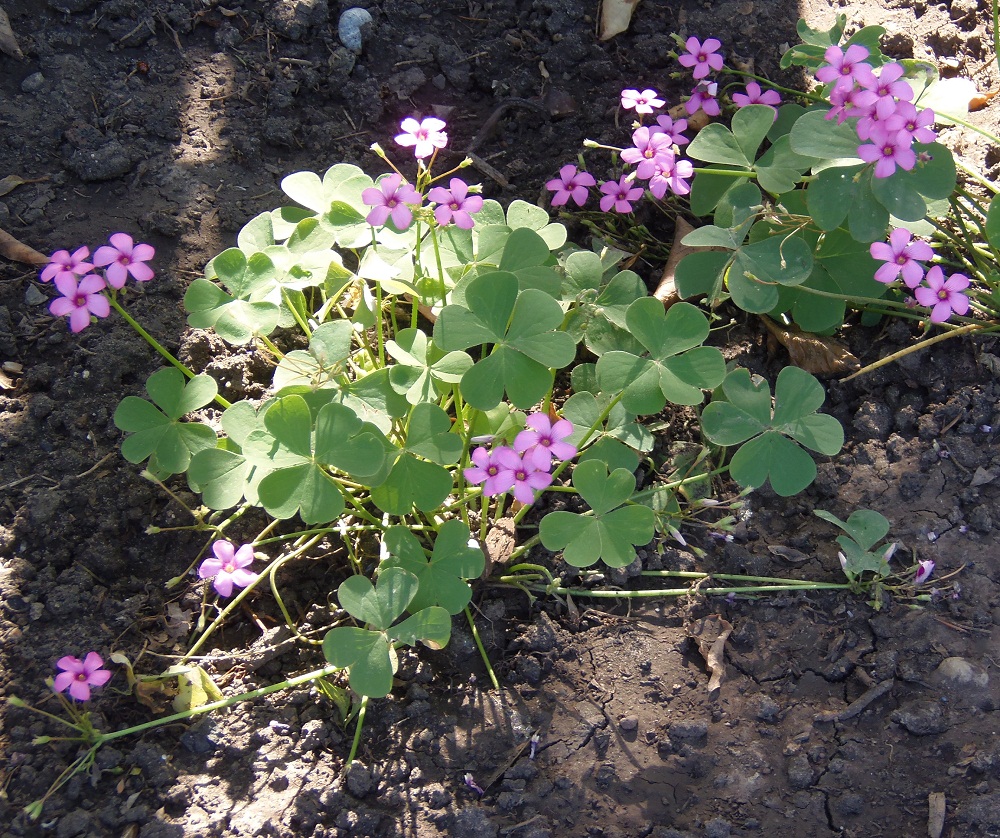 Изображение особи Oxalis articulata.