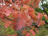 Sorbus torminalis