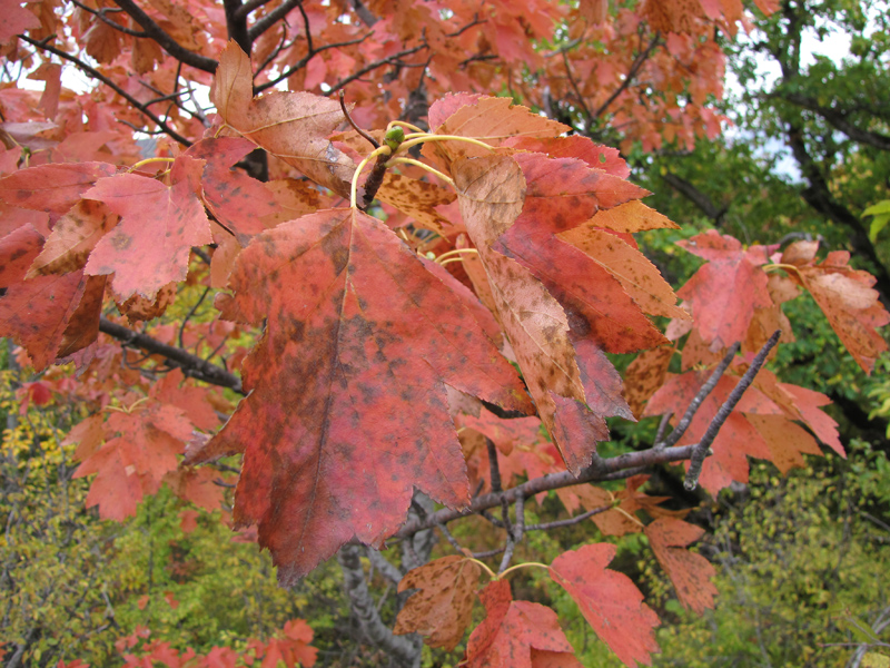 Image of Sorbus torminalis specimen.