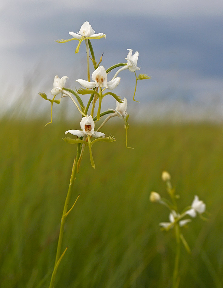 Изображение особи Habenaria linearifolia.