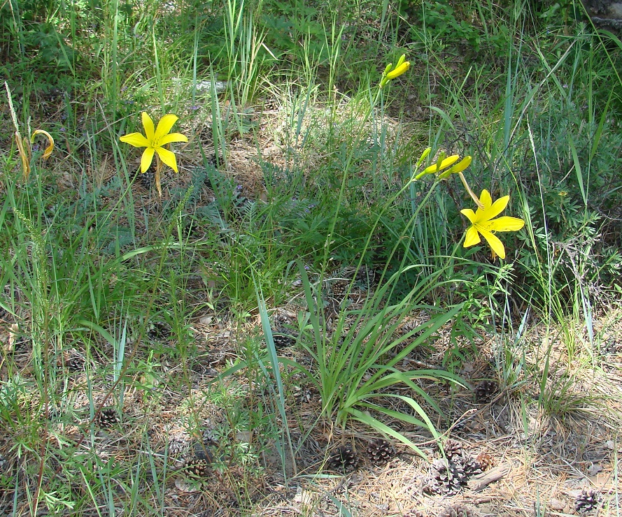 Изображение особи Hemerocallis minor.