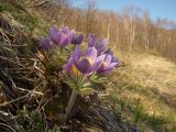 Pulsatilla multifida. Цветущее растение. Магаданская обл., окр. Магадана, бухта Гертнера, травянистый каменноберезняк, на склоне. 02.06.2012.