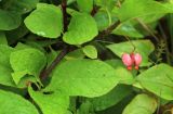 Euonymus sachalinensis