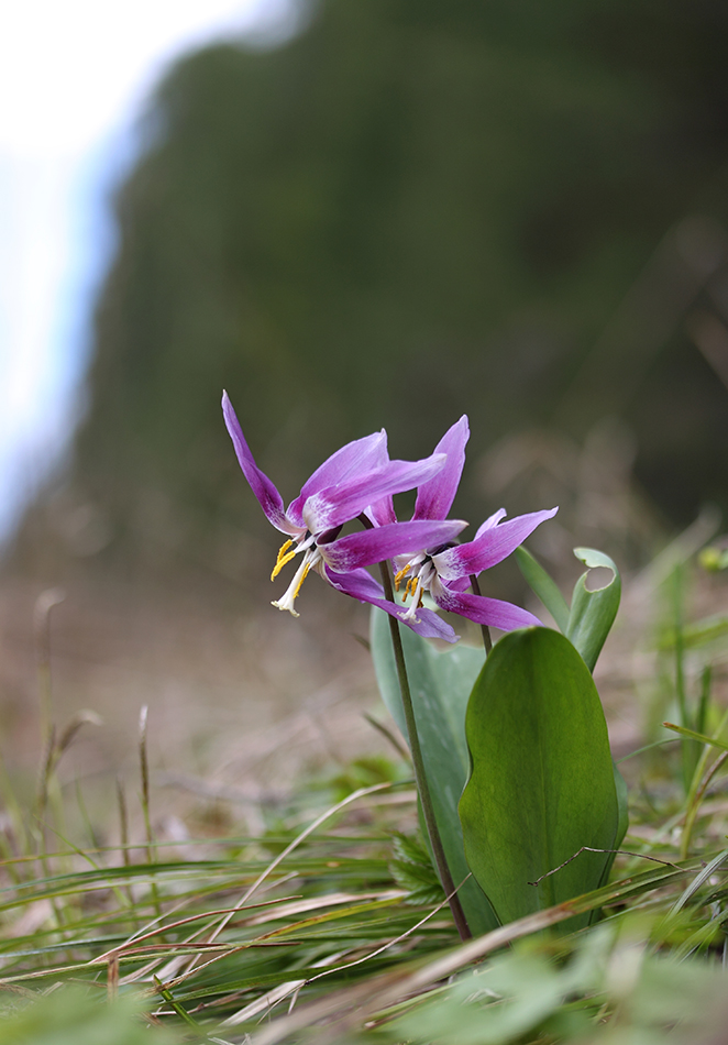 Image of Erythronium sibiricum specimen.