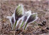 Pulsatilla patens