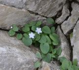 Omphalodes luciliae ssp. scopulorum