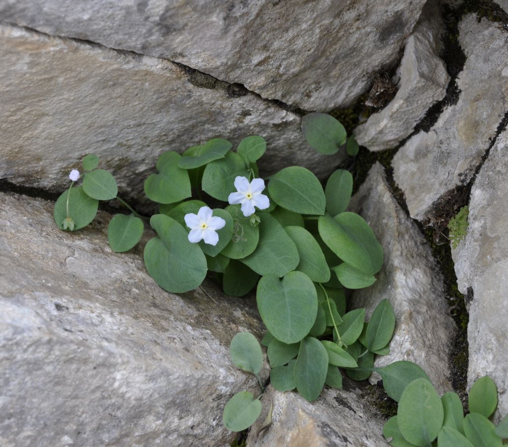 Image of Omphalodes luciliae ssp. scopulorum specimen.