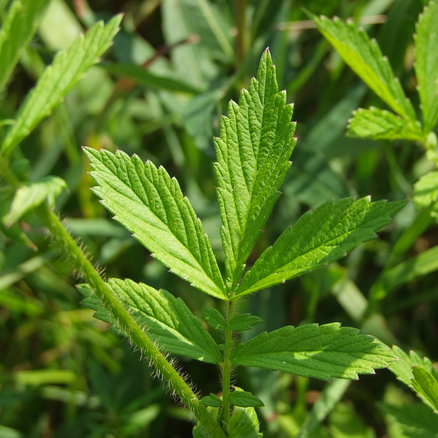 Image of Agrimonia pilosa specimen.