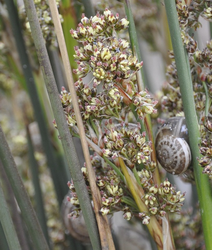 Изображение особи Juncus maritimus.