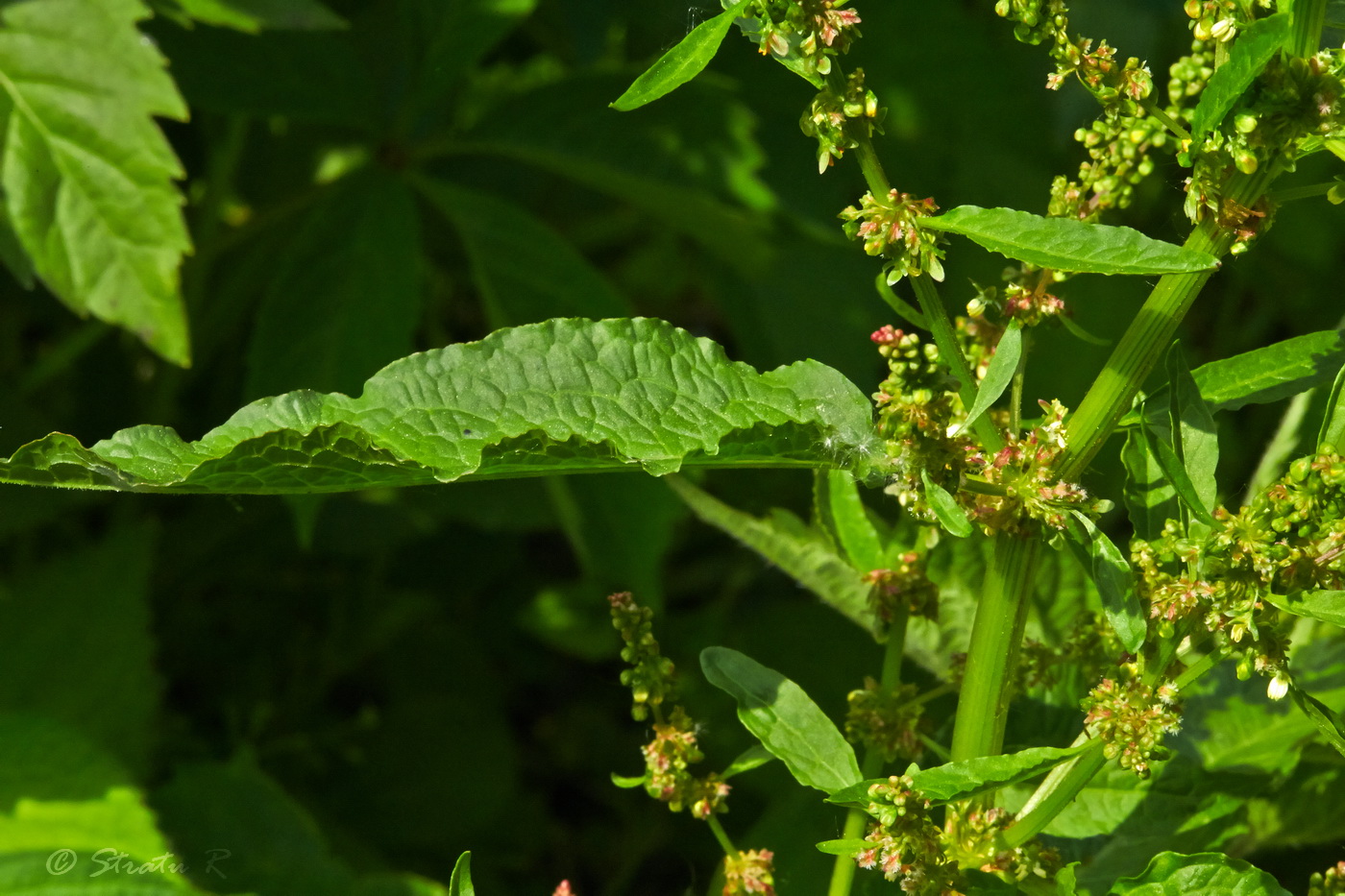 Image of Rumex patientia specimen.